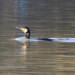 Phalacrocorax carbo at Belvoir Park - 26 Apr 2024 09:17 AM