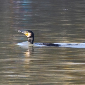 Phalacrocorax carbo at Belvoir Park - 26 Apr 2024 09:17 AM