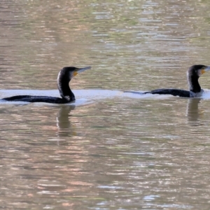 Phalacrocorax carbo at Belvoir Park - 26 Apr 2024