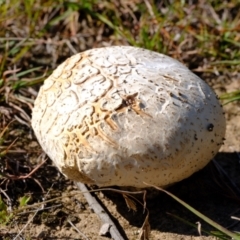 Calvatia sp. (a puffball ) at Uriarra Village, ACT - 26 Apr 2024 by Kurt