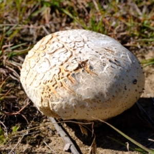 Calvatia sp. at Sherwood Forest - 26 Apr 2024