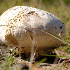 Calvatia sp. at Sherwood Forest - 26 Apr 2024