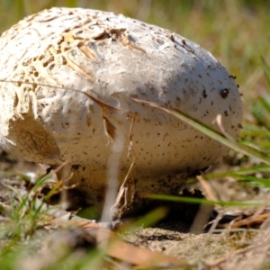 Calvatia sp. at Sherwood Forest - 26 Apr 2024