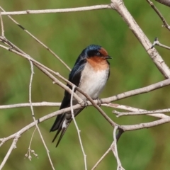 Hirundo neoxena (Welcome Swallow) at Wodonga - 26 Apr 2024 by KylieWaldon