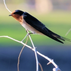 Hirundo neoxena at Wodonga - 26 Apr 2024