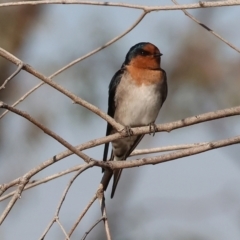 Hirundo neoxena at Wodonga - 26 Apr 2024 10:02 AM