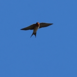 Hirundo neoxena at Wodonga - 26 Apr 2024 10:02 AM