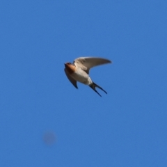 Hirundo neoxena at Wodonga - 26 Apr 2024 10:02 AM