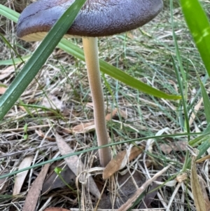 Oudemansiella 'radicata group' at Murrumbateman, NSW - 26 Apr 2024