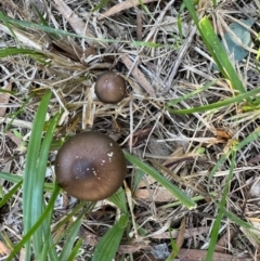 Oudemansiella 'radicata group' at Murrumbateman, NSW - 26 Apr 2024
