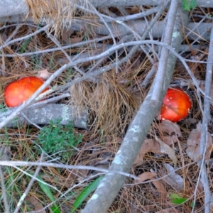 Amanita muscaria at Sherwood Forest - 26 Apr 2024 01:37 PM