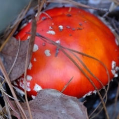 Amanita muscaria at Sherwood Forest - 26 Apr 2024