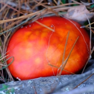 Amanita muscaria at Sherwood Forest - 26 Apr 2024 01:37 PM