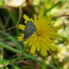 Zizina otis (Common Grass-Blue) at Bungendore, NSW - 26 Apr 2024 by clarehoneydove