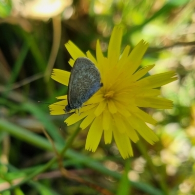 Zizina otis (Common Grass-Blue) at Bungendore, NSW - 26 Apr 2024 by clarehoneydove