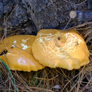 Gymnopilus sp. at Uriarra Village, ACT - 26 Apr 2024 01:47 PM