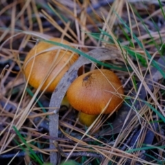 Gymnopilus sp. at Uriarra Village, ACT - 26 Apr 2024 01:47 PM