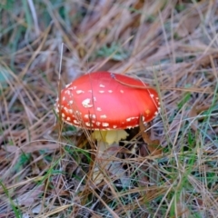 Amanita muscaria at Uriarra Village, ACT - 26 Apr 2024