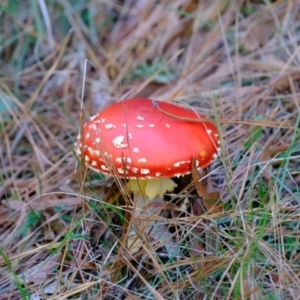 Amanita muscaria at Uriarra Village, ACT - 26 Apr 2024