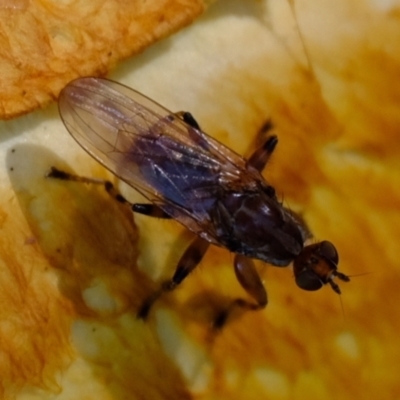 Unidentified Insect at Uriarra Village, ACT - 26 Apr 2024 by Kurt