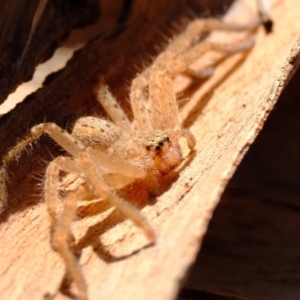 Unidentified Huntsman spider (Sparassidae) at suppressed by Kurt