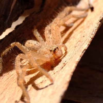 Isopeda canberrana (Canberra Huntsman Spider) at Sherwood Forest - 26 Apr 2024 by Kurt