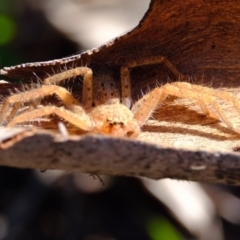 Isopeda canberrana at Sherwood Forest - 26 Apr 2024