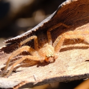 Isopeda canberrana at Sherwood Forest - 26 Apr 2024