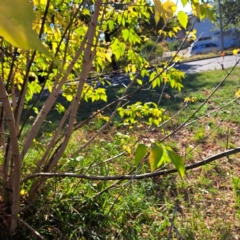 Acer negundo (Box Elder) at Watson, ACT - 26 Apr 2024 by abread111