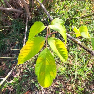 Acer negundo at Watson, ACT - 26 Apr 2024