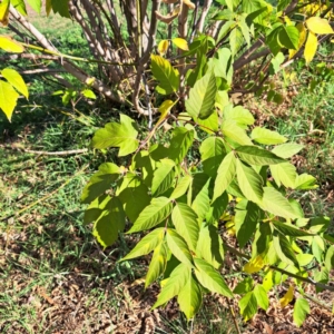 Acer negundo at Watson, ACT - 26 Apr 2024 03:03 PM