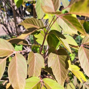 Acer negundo at Watson, ACT - 26 Apr 2024 03:03 PM