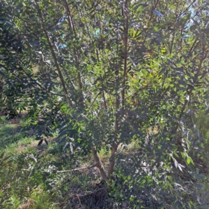 Fraxinus angustifolia subsp. angustifolia at Watson, ACT - 26 Apr 2024 03:07 PM