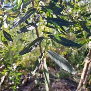 Fraxinus angustifolia subsp. angustifolia at Watson, ACT - 26 Apr 2024