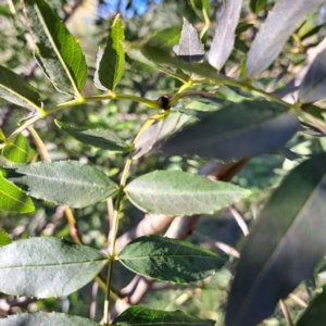 Fraxinus angustifolia subsp. angustifolia at Watson, ACT - 26 Apr 2024