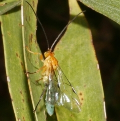 Theronia maculosa (Ichneumon wasp) at WendyM's farm at Freshwater Ck. - 14 Dec 2023 by WendyEM