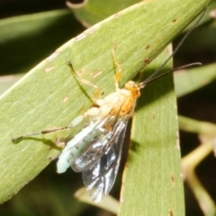 Theronia maculosa at WendyM's farm at Freshwater Ck. - 14 Dec 2023 06:35 PM