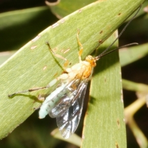 Theronia maculosa at WendyM's farm at Freshwater Ck. - 14 Dec 2023 06:35 PM