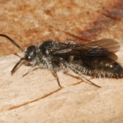 Mutillidae (family) (Unidentified Mutillid wasp or velvet ant) at Freshwater Creek, VIC - 14 Dec 2023 by WendyEM