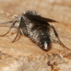 Mutillidae (family) at WendyM's farm at Freshwater Ck. - 14 Dec 2023