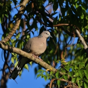 Spilopelia chinensis (Spotted Dove) at Wollondilly Local Government Area by Freebird
