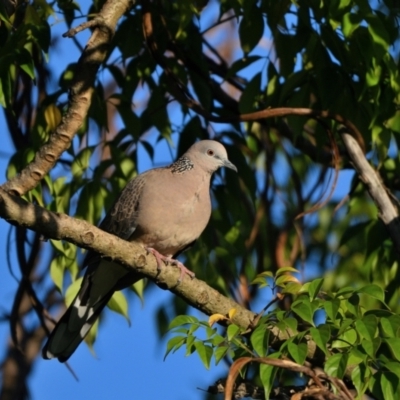 Spilopelia chinensis (Spotted Dove) at Tahmoor, NSW - 26 Apr 2024 by Freebird