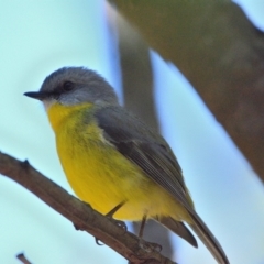 Eopsaltria australis (Eastern Yellow Robin) at Thirlmere Lakes National Park - 26 Apr 2024 by Freebird