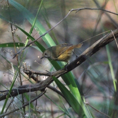 Acanthiza pusilla (Brown Thornbill) at Wollondilly Local Government Area - 26 Apr 2024 by Freebird