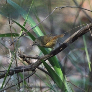 Acanthiza pusilla (Brown Thornbill) at Thirlmere Lakes National Park by Freebird