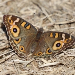 Junonia villida (Meadow Argus) at Jerrabomberra Wetlands - 26 Apr 2024 by RodDeb