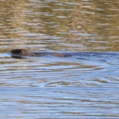 Hydromys chrysogaster (Rakali or Water Rat) at Fyshwick, ACT - 26 Apr 2024 by RodDeb