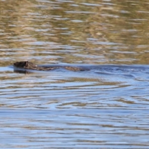 Hydromys chrysogaster at Jerrabomberra Wetlands - 26 Apr 2024