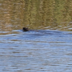 Hydromys chrysogaster at Jerrabomberra Wetlands - 26 Apr 2024