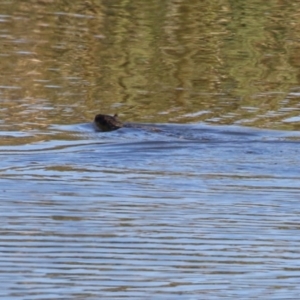 Hydromys chrysogaster at Jerrabomberra Wetlands - 26 Apr 2024